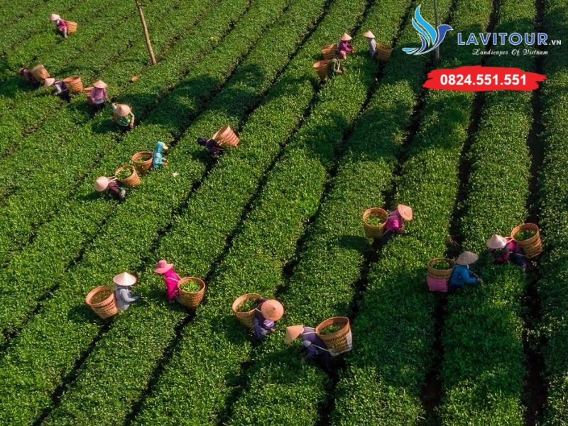 BẢO LỘC - CAO NGUYÊN DANH TRÀ - TRẢI NGHIỆM SĂN MÂY 3N2Đ 10 Nông Trường Trà Ô Long Phước Lạc
